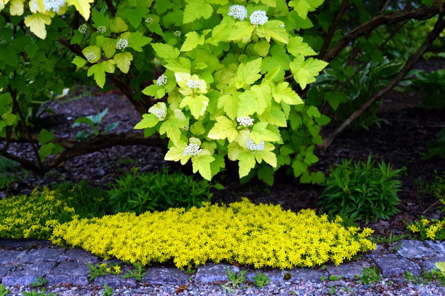 Пузыреплодник luteus