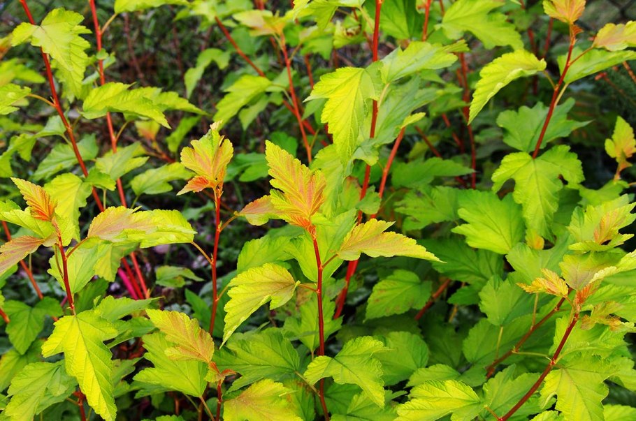 Пузыреплодник калинолистный (Physocarpus opulifolius &#96;luteus&#96;)