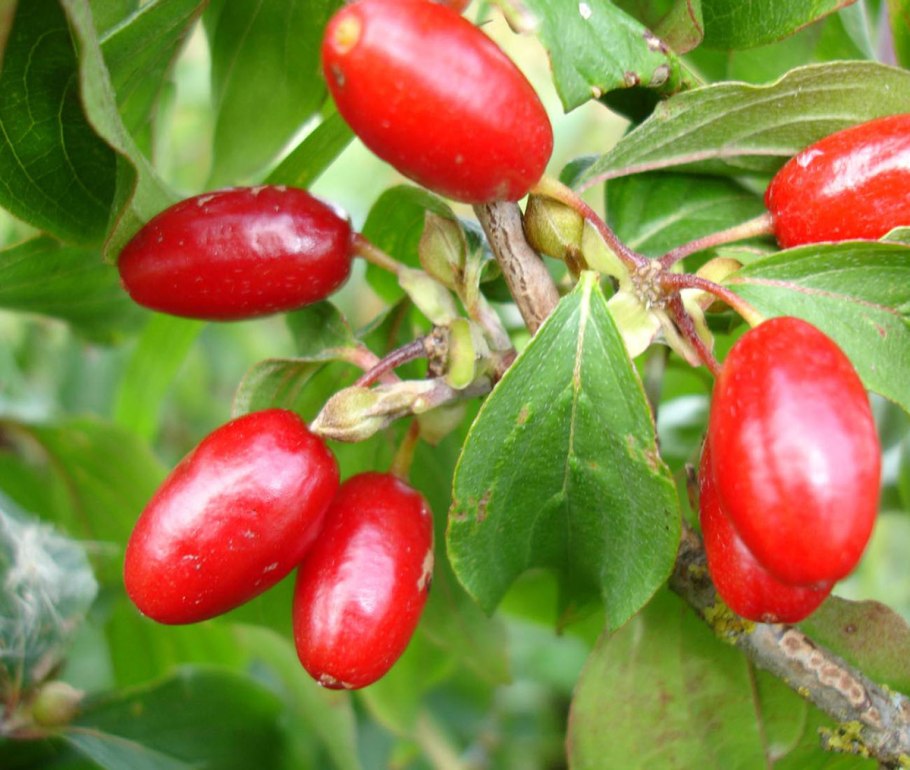 Кизил ягода азербайджанский