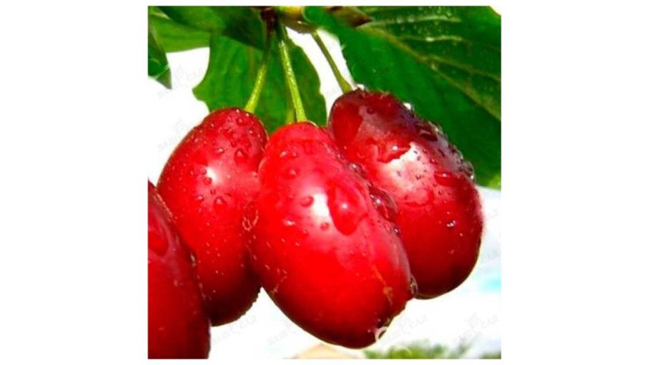 Кизил обыкновенный грушевидный