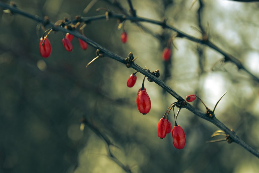 Кизил рисунок