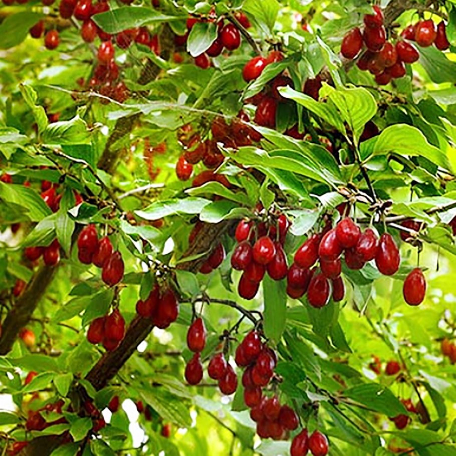 Кизил ягода