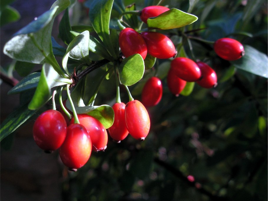 Кизил ягода полезные