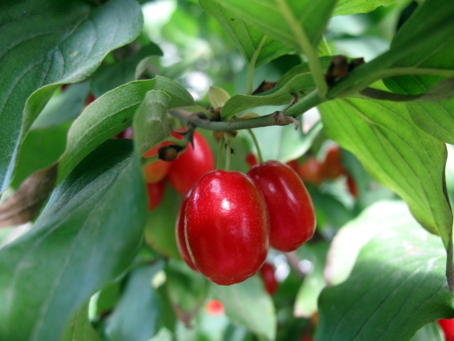 Кизил азербайджанский