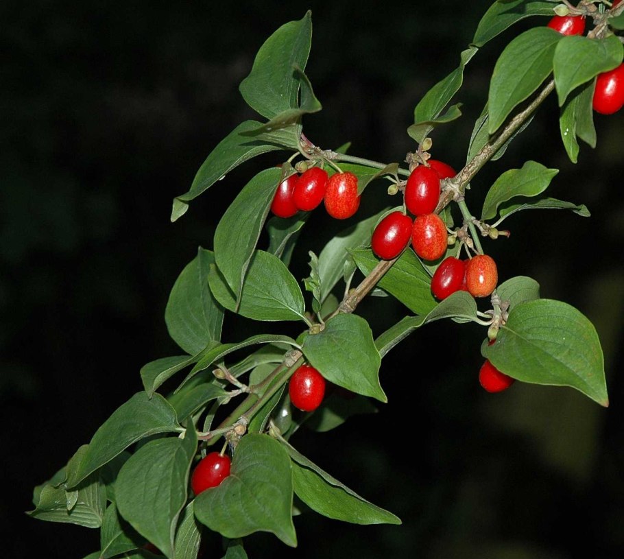 Кизил черри плоды кизила