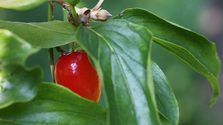 Шиповник рябина кизил