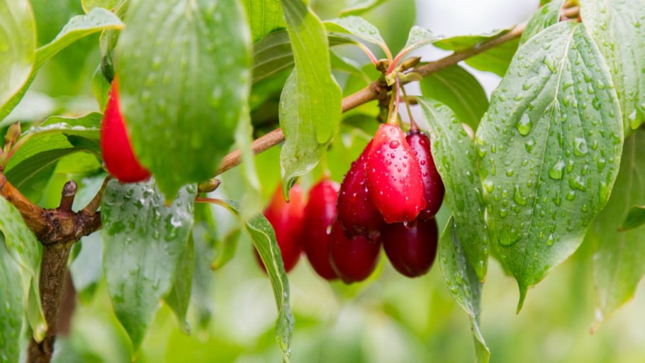 Годжи Берри