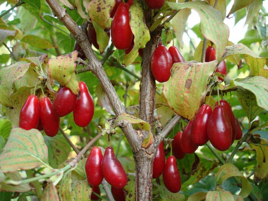 Кизил сорт Семен