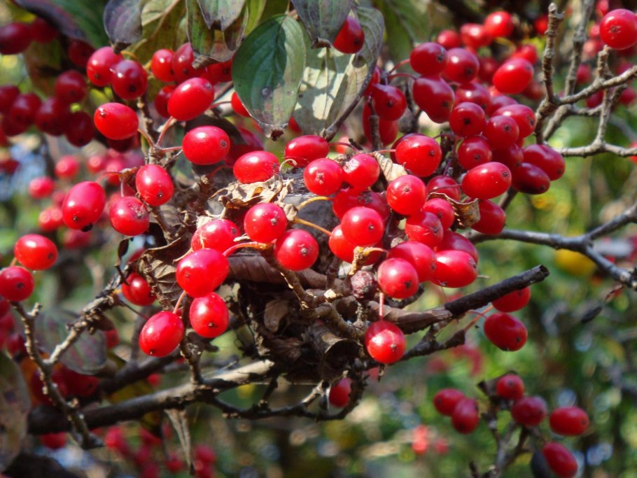 Мальпигия ягода