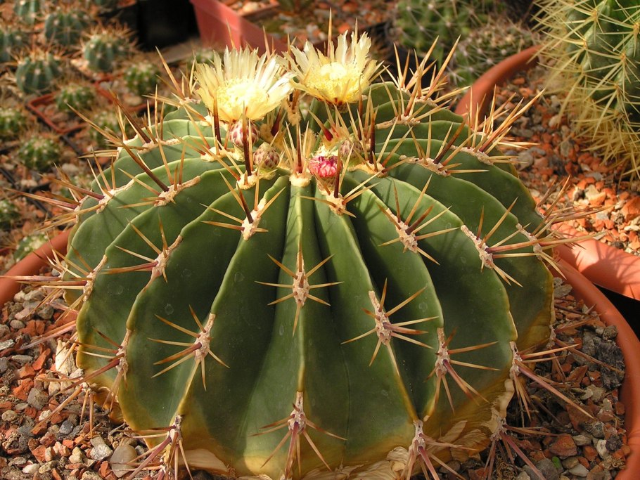 Ferocactus fordii