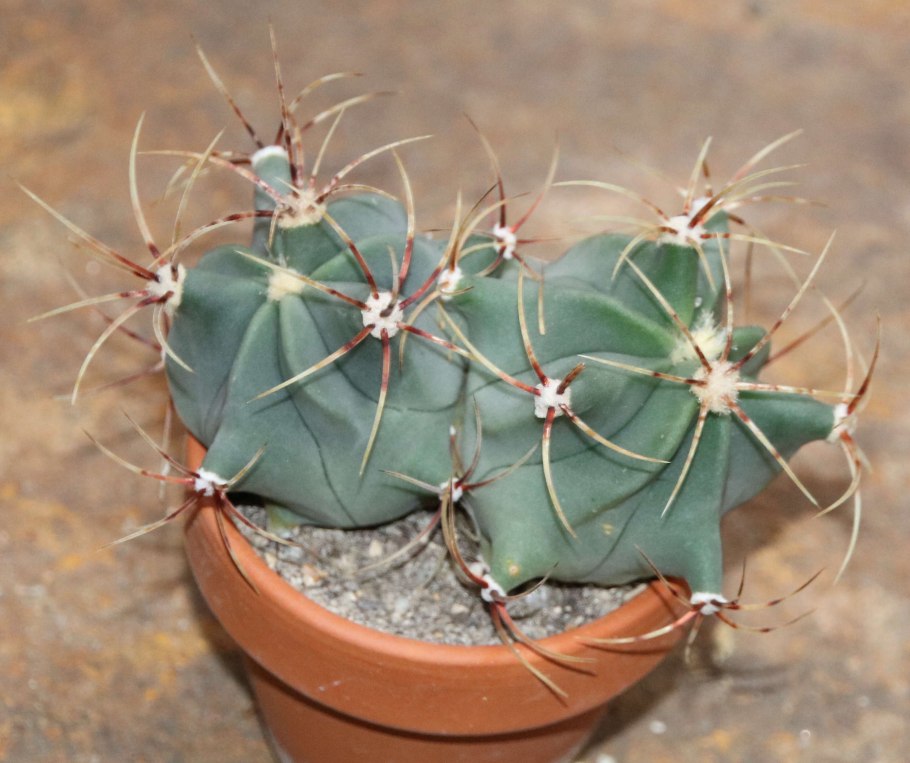 Ферокактус дикобразный