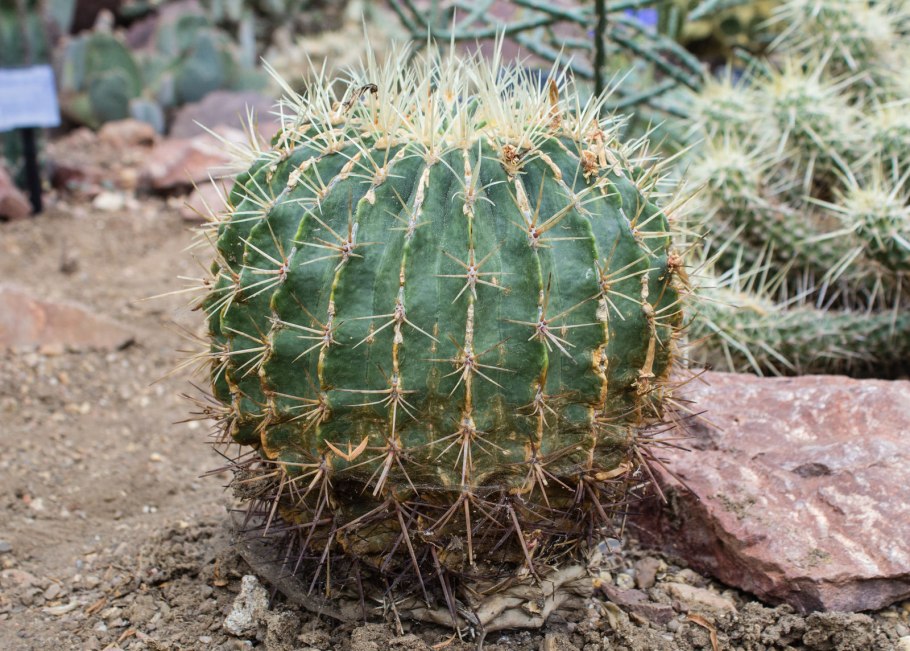 Ферокактус широкоиглый