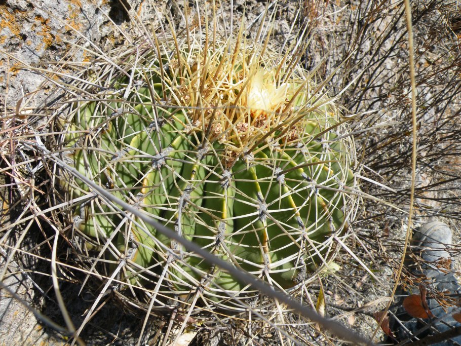 Ферокактус (Ferocactus)