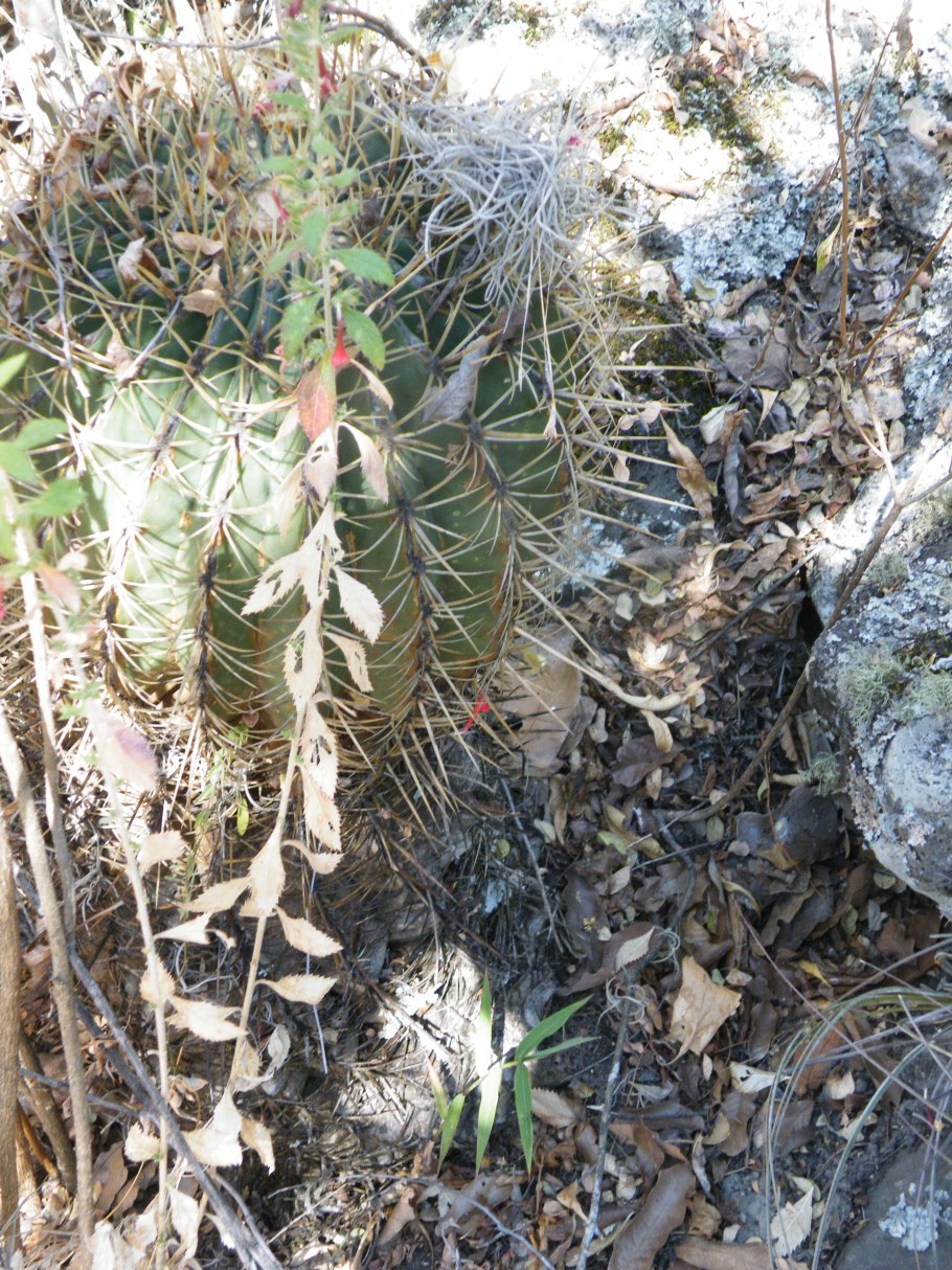Ferocactus hystrix