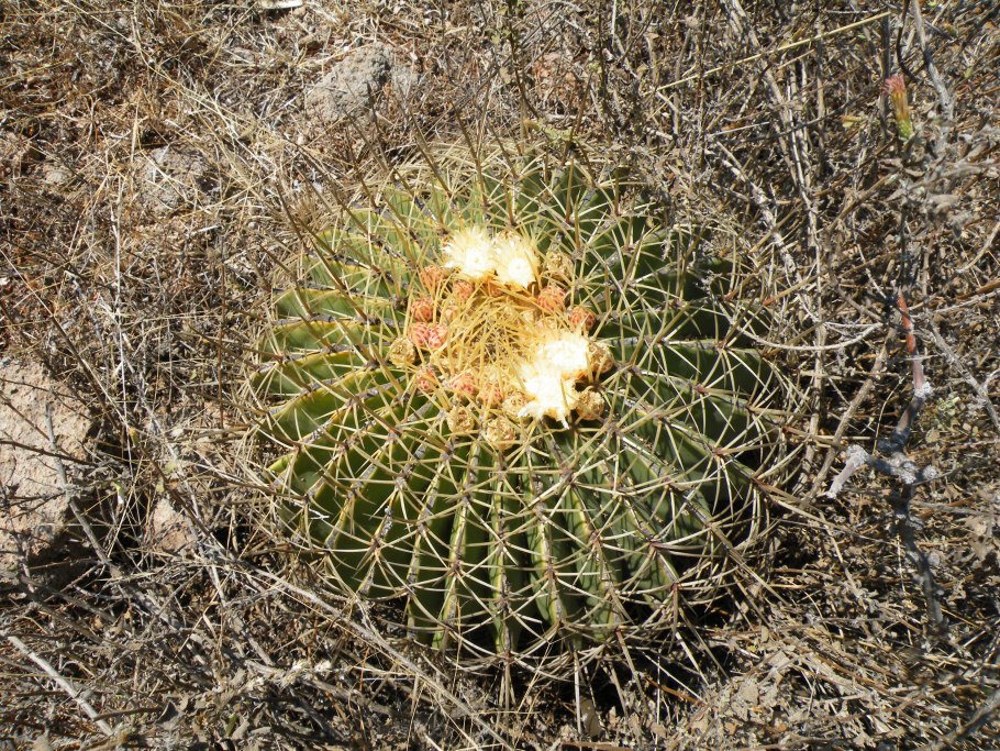 Ferocactus grandiflorus семена