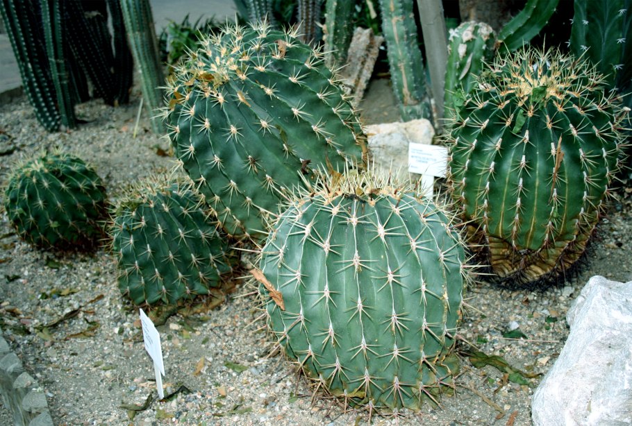 Ferocactus grandiflorus семена