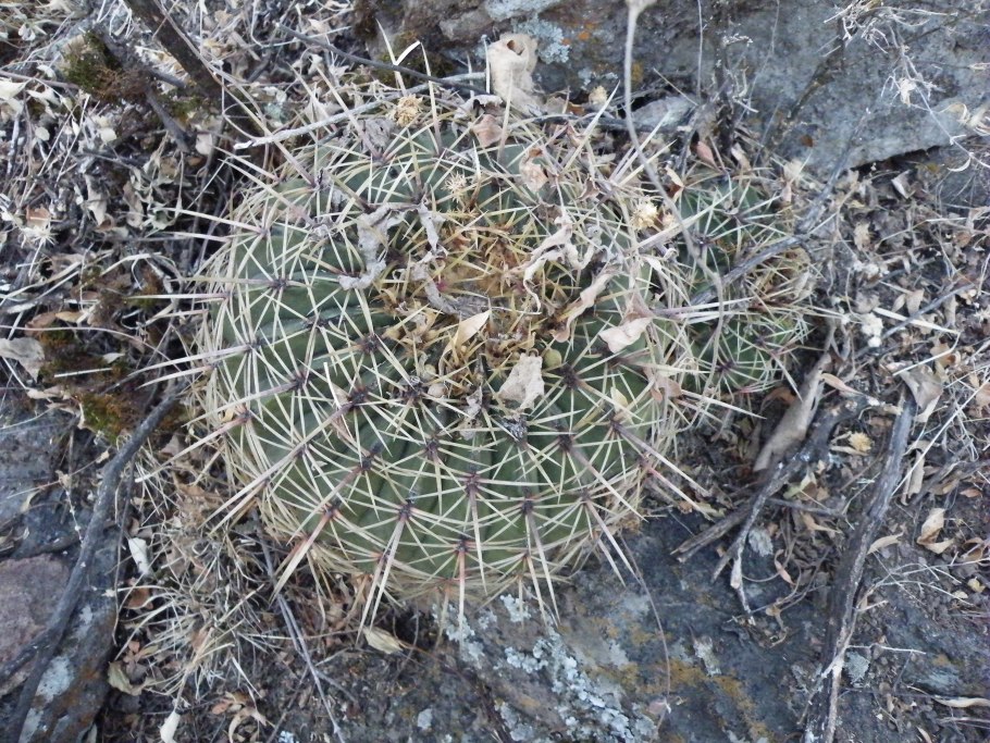Ferocactus gracilis jmt347, km193 to Laguna Chapala