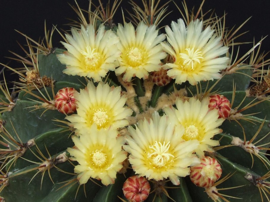 Ферокактус дикобразный