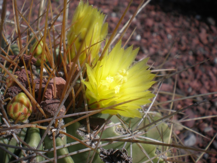 Хистрикс Кактус