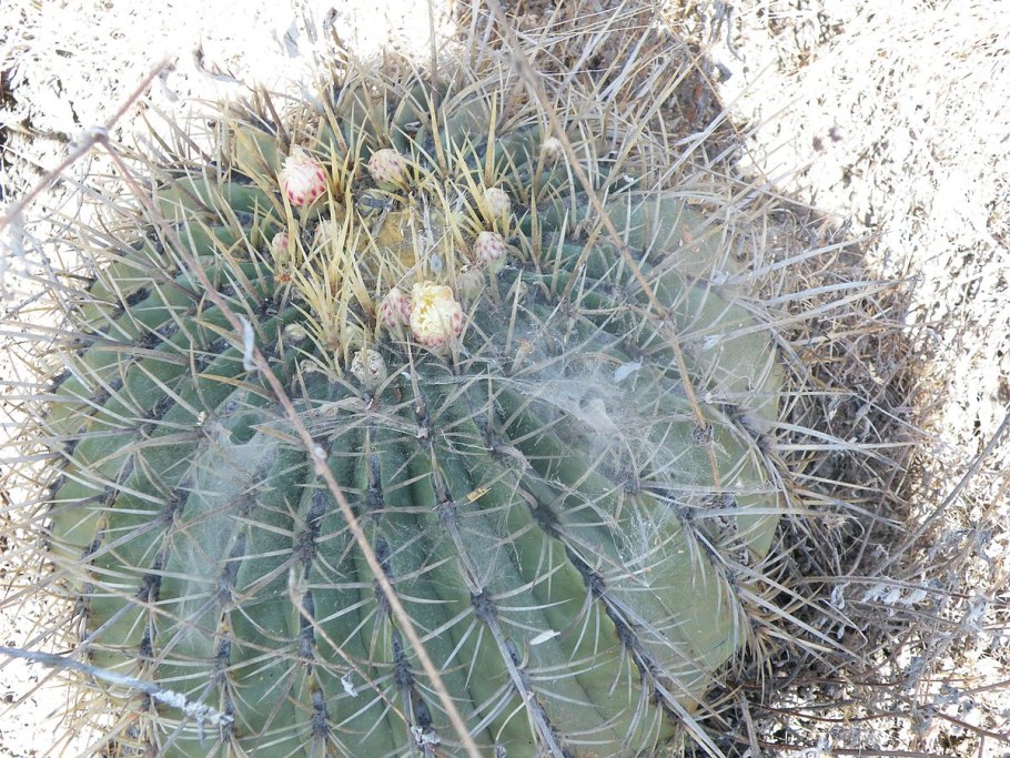 Ферокактус прикорневая гниль