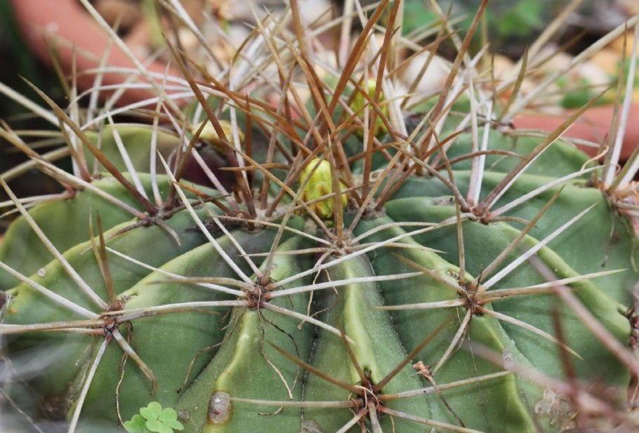 Ferocactus flavovirens