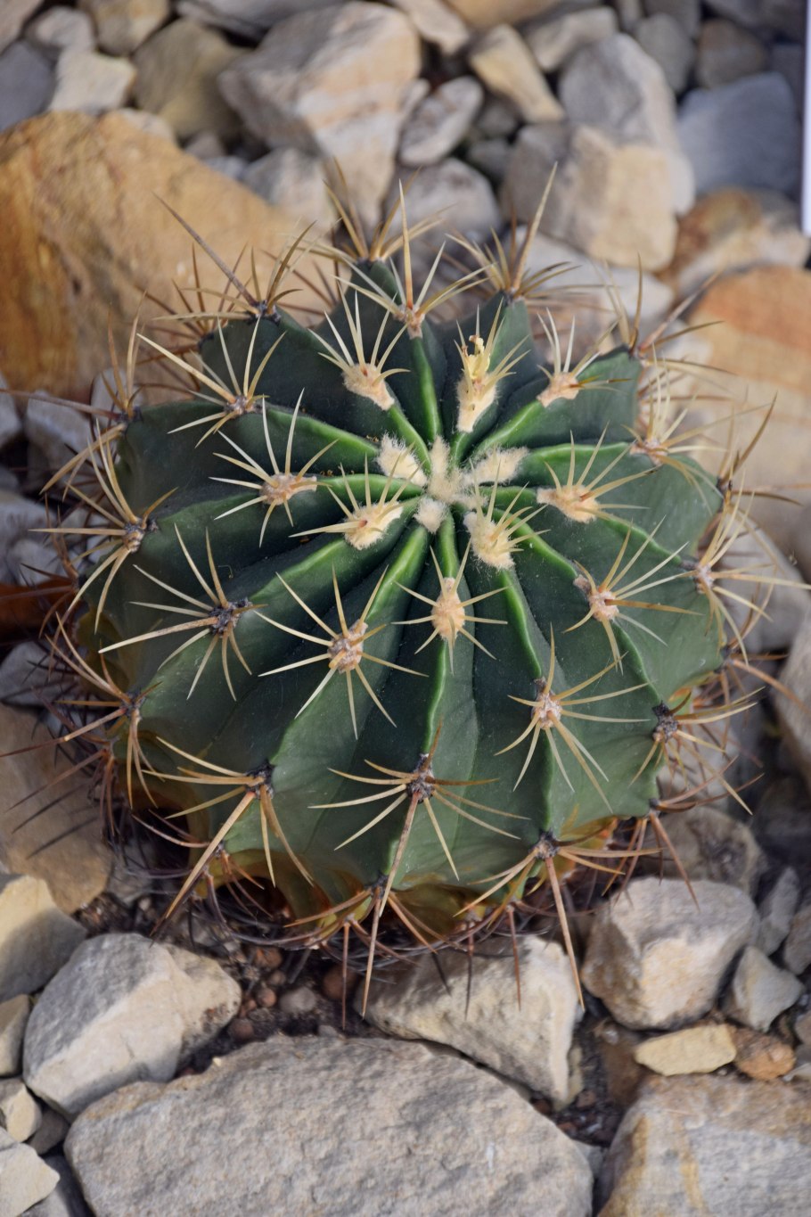 Ferocactus echidne