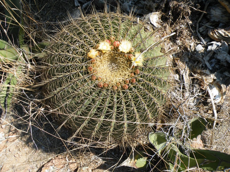 Ferocactus Acanthodes Дьявольская игольчатая подушка
