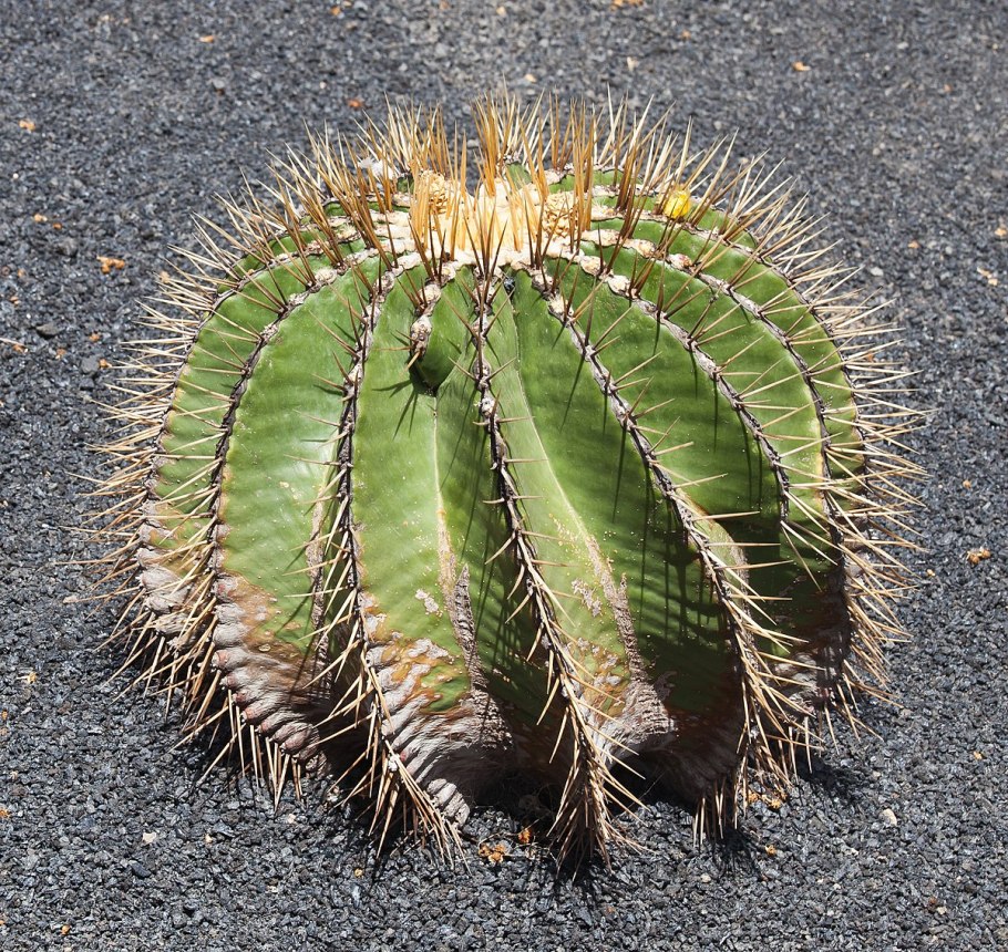 Ferocactus schwarzii