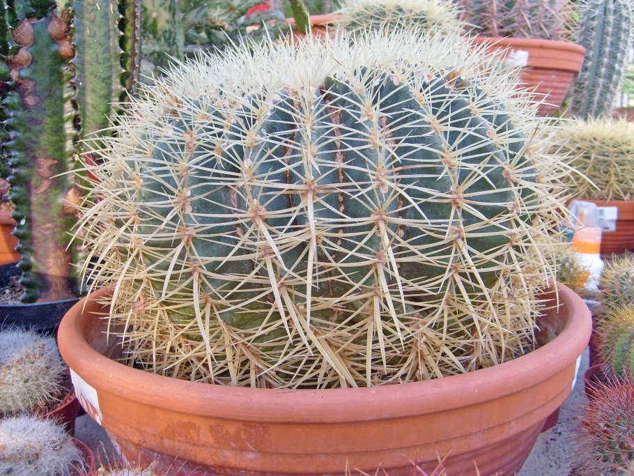 Кактус Ферокактус hystrix