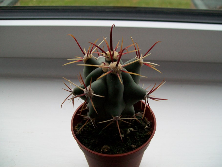 Cephaloceraton histrix