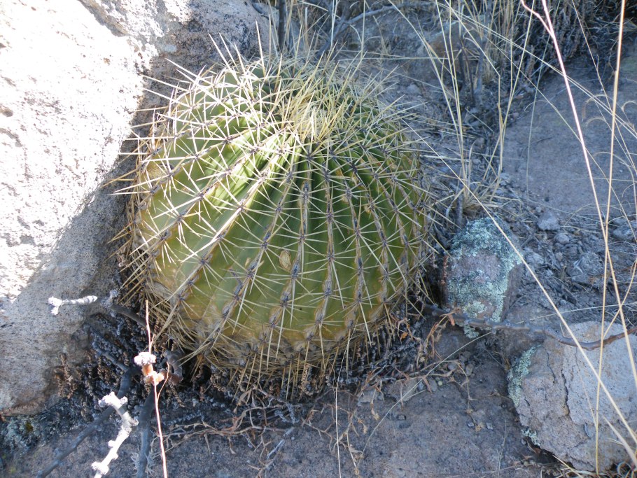 Cephaloceraton histrix