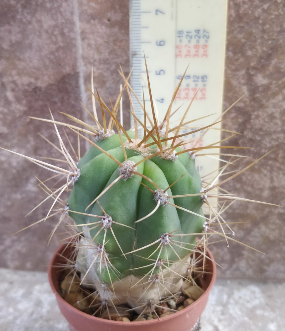 Кактус голландский Хаматокактус