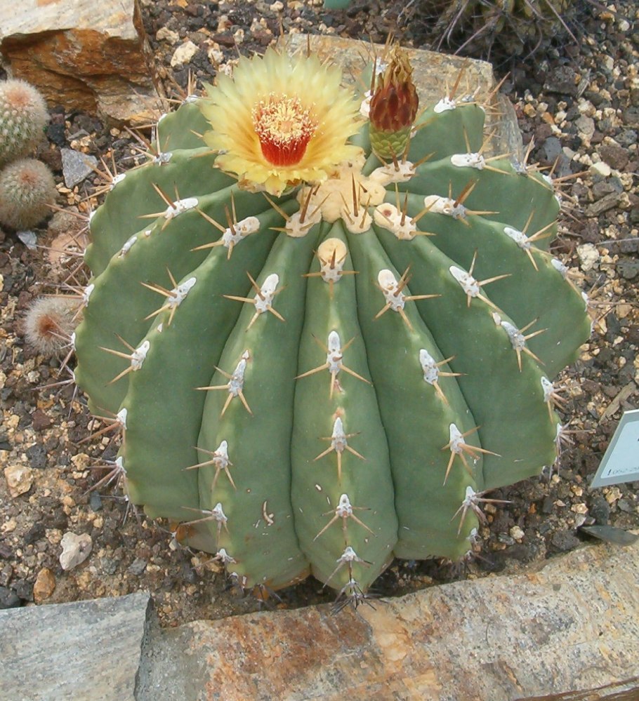 Ферокактус Робустус