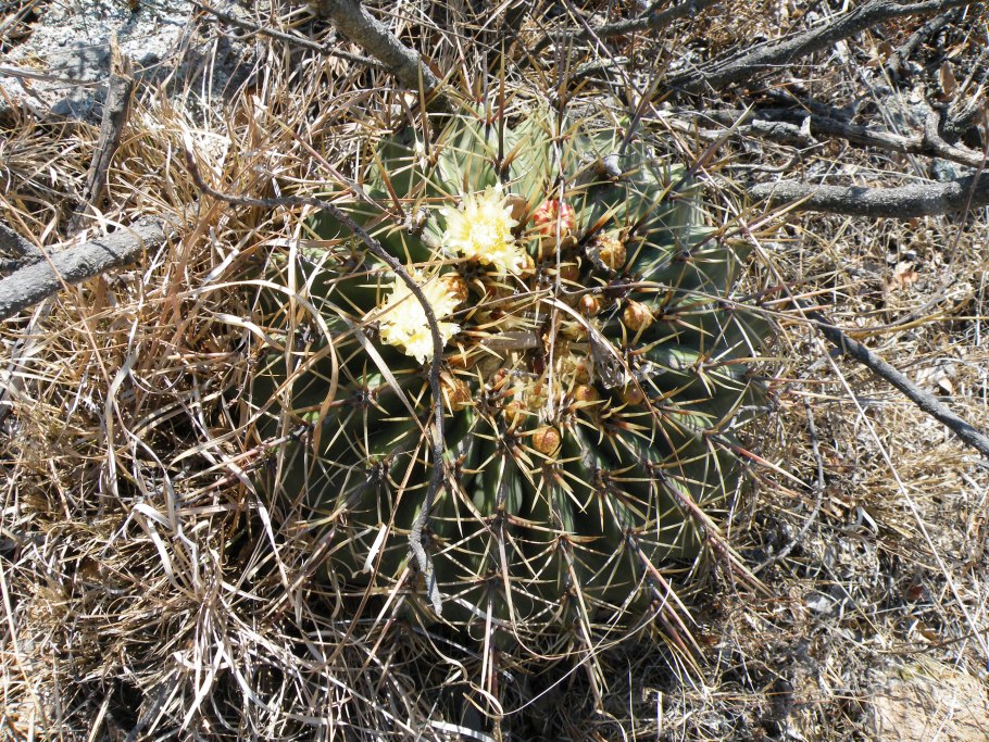 Ferocactus tiburonensis