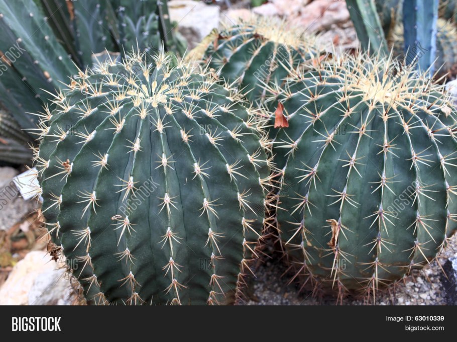 Ферокактус Эмори