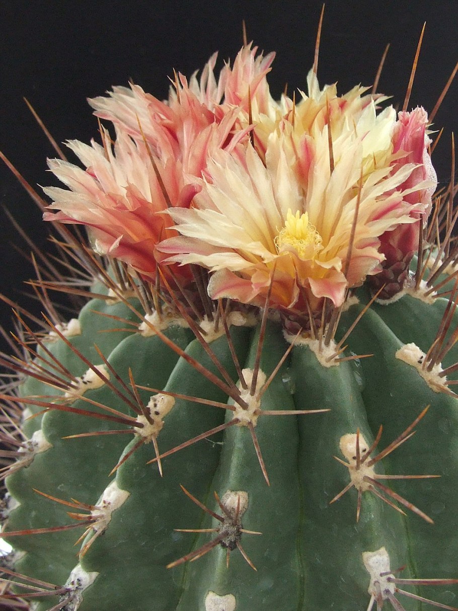 Ферокактус цветение