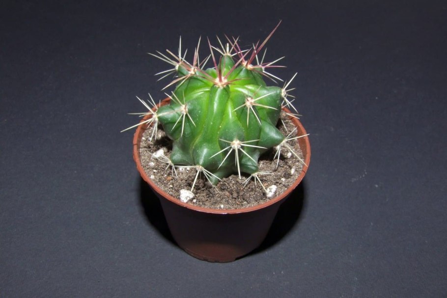 Ферокактус прикорневая гниль