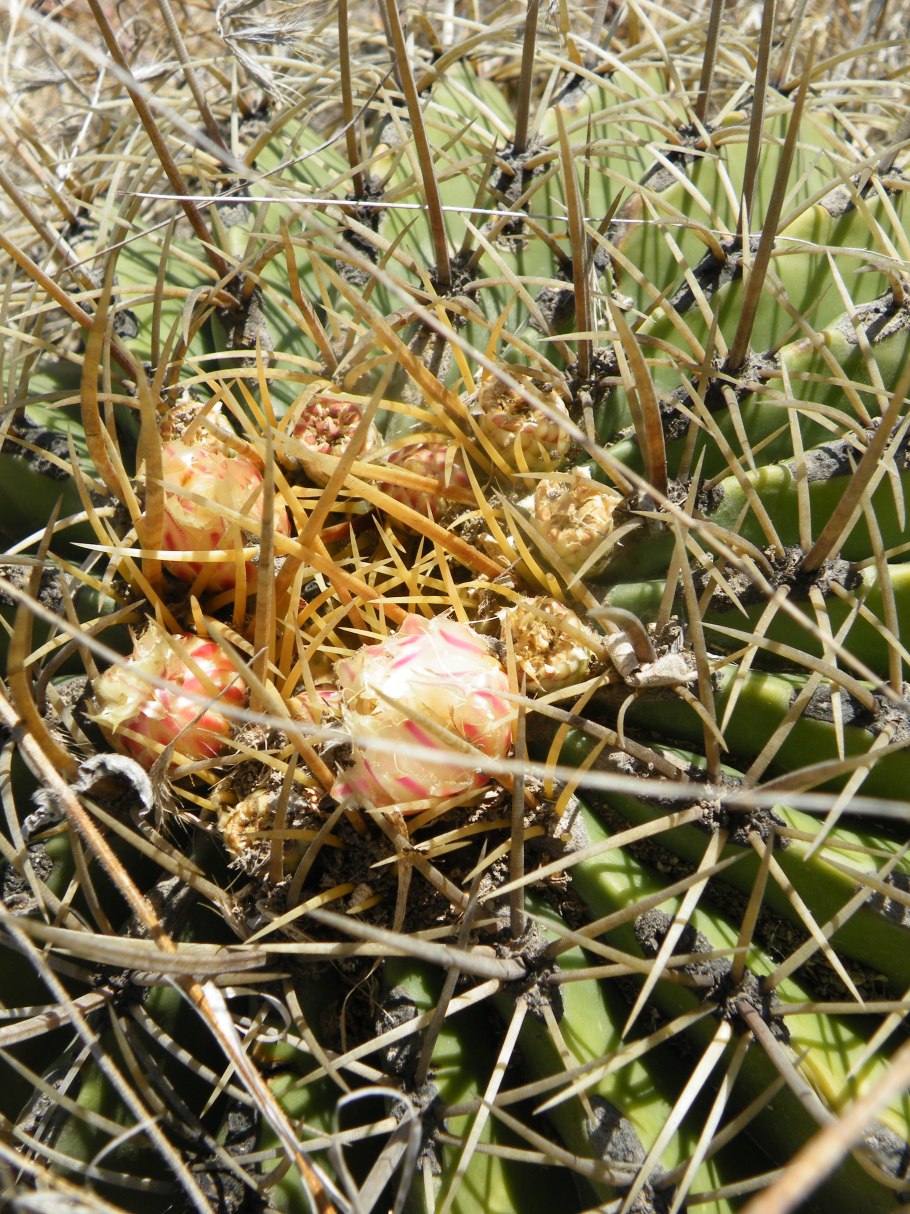 Cephaloceraton histrix