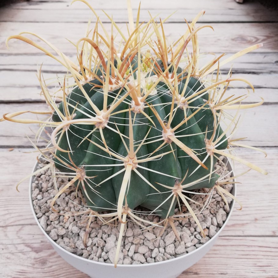 Ferocactus stainesii
