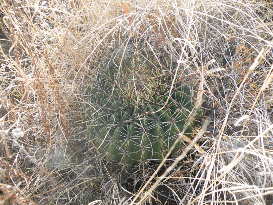 Ferocactus grandiflorus семена