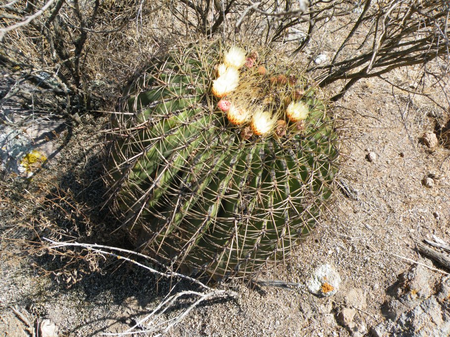 Ferocactus latispinus