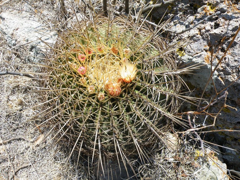 Ферокактус Хистрикс фото