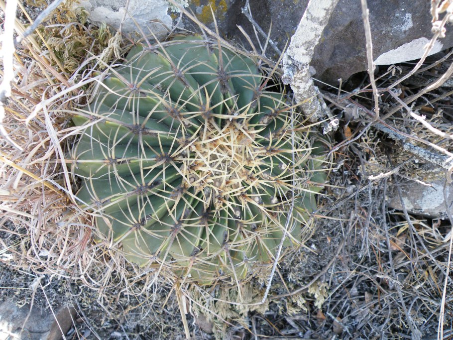 Эхинокактус красный ботаника