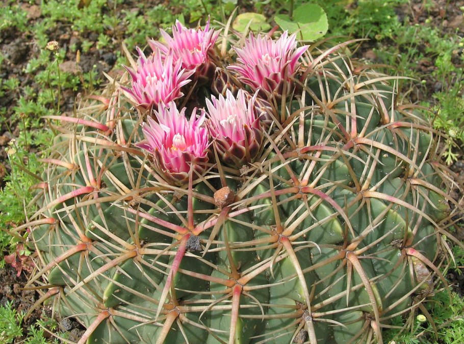 Ferocactus flavovirens