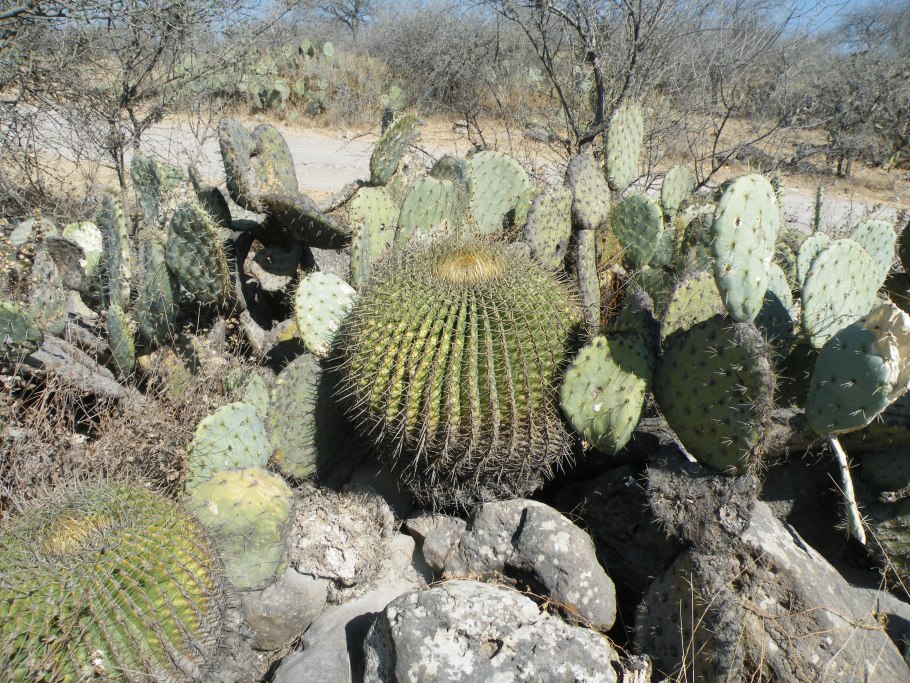 Flowers of Ferocactus