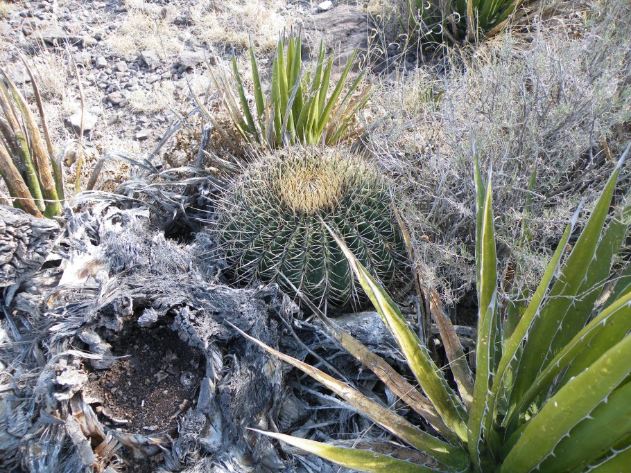 Хистрикс Кактус