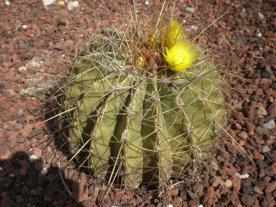 Ферокактус виды фото названия