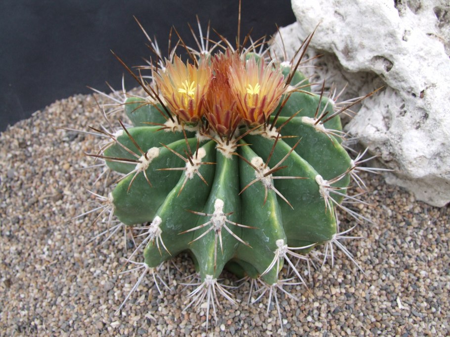 Ферокактус глауцесенс инермис