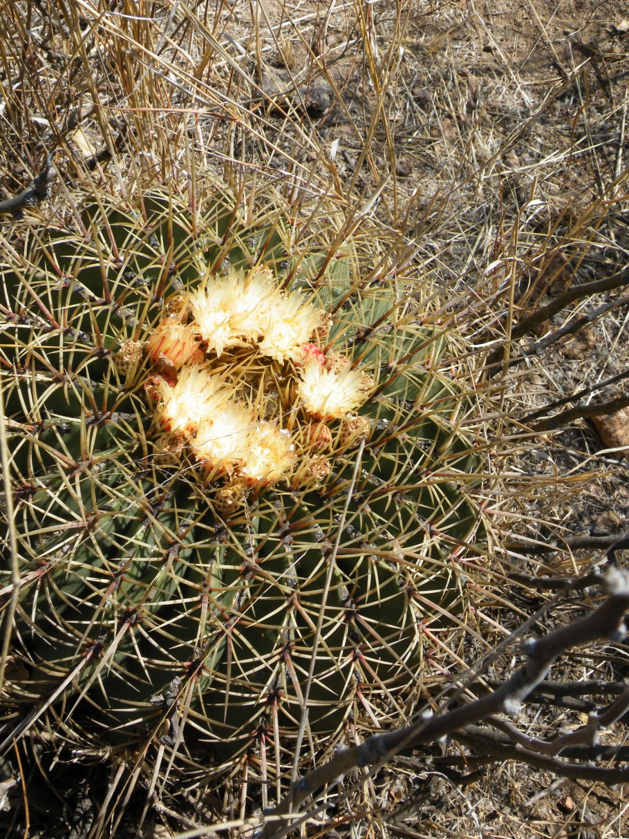 Ferocactus histrix какой горшок нужен