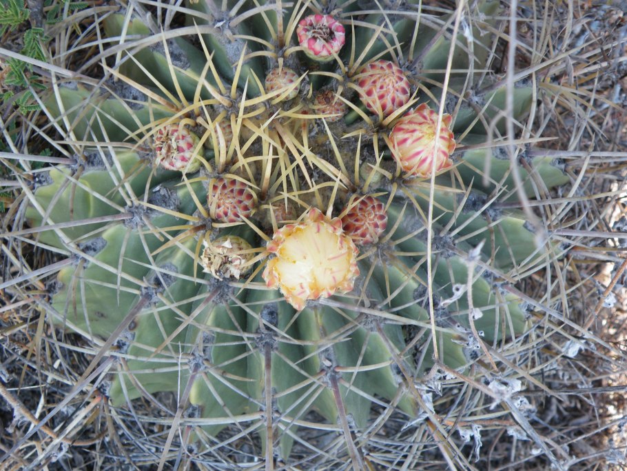 Ferocactus alamosanus